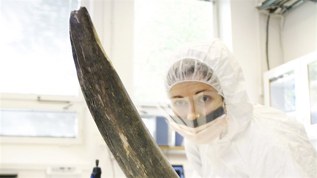 Eleftheria Palkopoulou zkoum mamut kel v laboratoi vdskho muzea prodn historie.