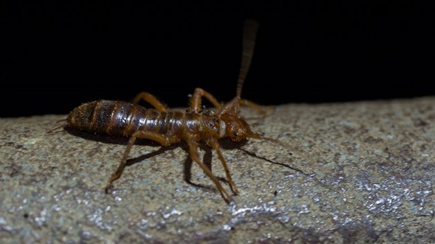 Pakvor (Arixenia esau) vjeskyni Deer cave.