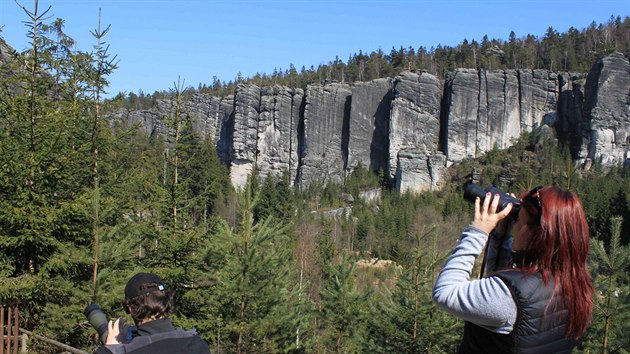 Turist mohli sledovat dalekohledem hnzdn sokol v Teplickch skalch na jae 2015.