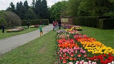 Od konce dubna do poloviny kvtna poádá Dendrologická zahrada v Prhonicích...