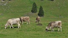 Louky kolem jezera Sämtisersee v lét spásají stovky krav.