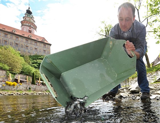 Rybáský hospodá Milan Hladík vysazuje lipany do Vltavy v eském Krumlov.