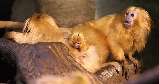 V jihlavské zoo se te mohou pochlubit mládtem lvíka zlatého. Narodilo se...