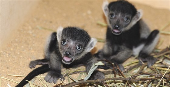 V plzeské zoo se narodila dvojata lemura vari blopásého.