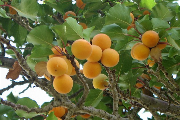 Ovocný strom (ilustraní foto)