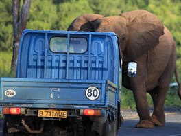 Slon promákl echm v Botswan auto.