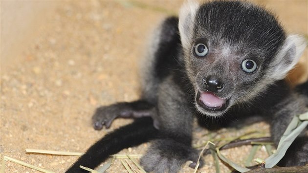 V plzesk zoo se narodila dvojata lemura vari blopsho.