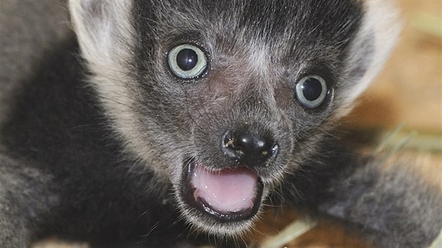 V plzesk zoo se narodila dvojata lemura vari blopsho.