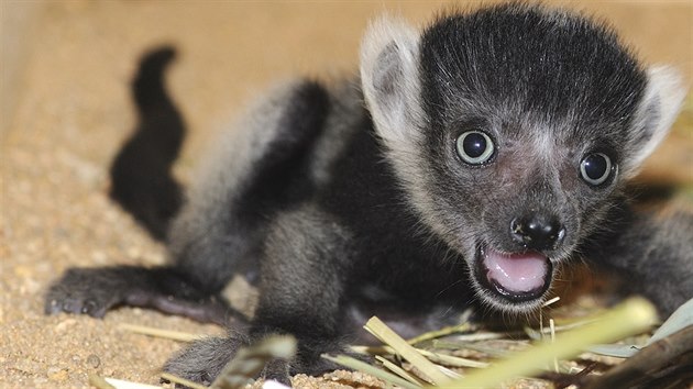 V plzesk zoo se narodila dvojata lemura vari blopsho.