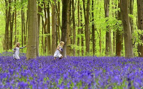 JARO. Holiky Bella a Daisy utíkají po rozkvetlém lese plném modrých zvonk na...