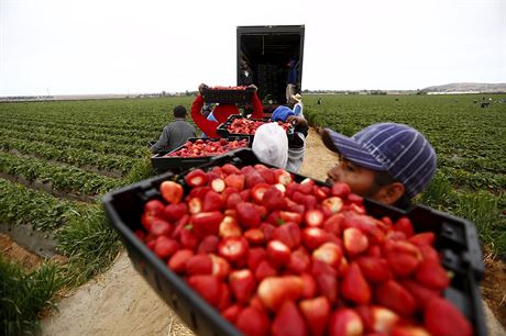 S pvodem jahod prodávaných v esku se asto podvádí. Na ilustraním snímku je sbr jahod v Mexiku.