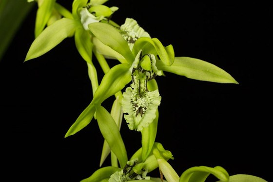Tropická orchidej Coelogyne pandurata z jihovýchodní Asie vytváí velké...
