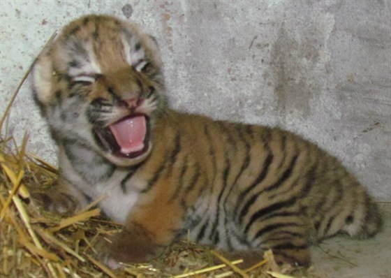 Unikátní snímek sedmidenního mládte tygra ussurijského v olomoucké zoo. Na...