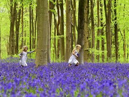 JARO. Holiky Bella a Daisy utíkají po rozkvetlém lese plném modrých zvonk na...
