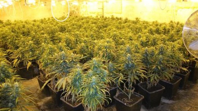 V jedencti mstnostech policie nala celkem 1 530 vzrostlch rostlin marihuany, hnojiva, lampy, substrty a dal poteby pro pstovn.