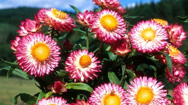 Smil (Helichrysum bracteatum)  oblben slamnka roste na slunci v kad zahradn pd.