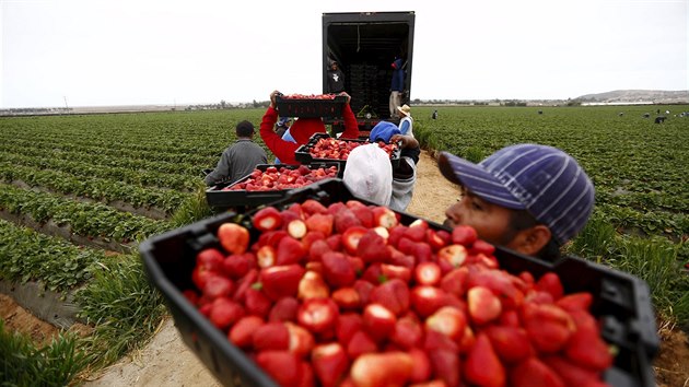 Fruit pickers hold baskets of strawberries as they line up before weighing...