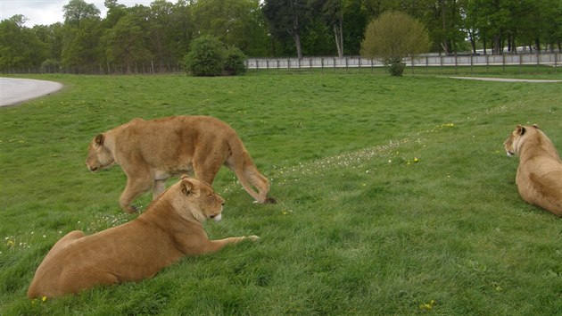 Lv brati pijeli z anglickho Woburn Safari Parku (15.52015).