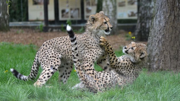 Mal gepardi se ve vbhu hon a perou. Rozruch zaujal i sousedn zvata (15. 5. 2015).