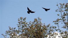 Na Pražském sídlišti v Táboře je zhruba 50 až 70 hnízd havranů polních. Na Pražském sídlišti v Táboře je zhruba 50 až 70 hnízd havranů polních.