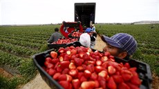 Fruit pickers hold baskets of strawberries as they line up before weighing... Fruit pickers hold baskets of strawberries as they line up before weighing...