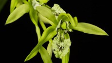 Tropická orchidej Coelogyne pandurata z jihovýchodní Asie vytváří velké... Tropická orchidej Coelogyne pandurata z jihovýchodní Asie vytváří velké...