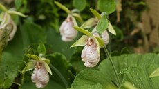 Orchidej Cypripedium japonicum z chladných oblastí jihovýchodní Asie. 