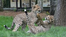 Malí gepardi se ve výbhu honí a perou. Rozruch zaujal i sousední zvíata (15....