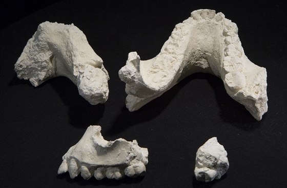 Odlitky ásti dásní a zub nov objeveného druhu Australopithecus deyiremeda.