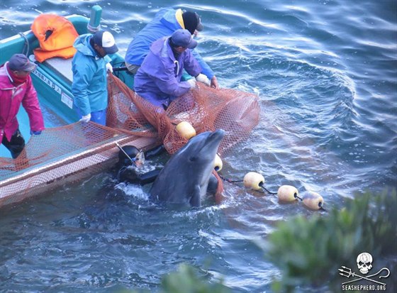 Japonské zoo ekly ne delfínm z krvavé zátoky Taidi, pomohl tlak zahranií.