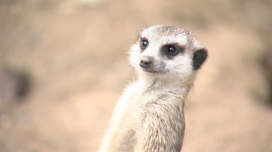 Olomoucká zoo postaví nový pavilon, ve kterém budou mimo jiné surikaty.