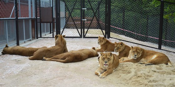 Po chvíli seznamování u lví smeka ve dvorské zoo polehávala vedle sebe...