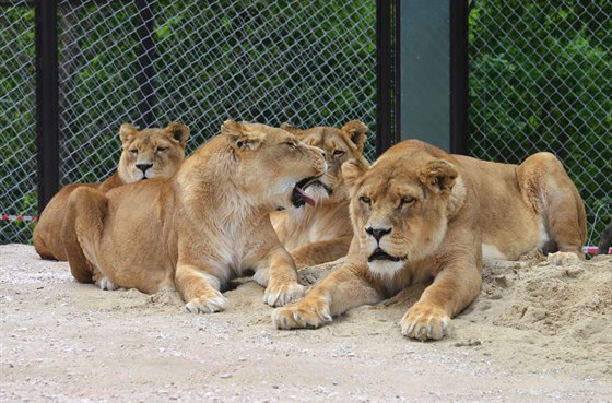 Po chvíli seznamování u lví smeka ve dvorské zoo polehávala vedle sebe...