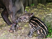 Tapíí matka Ivana se stará o mlád, které se narodilo v trojské zoologické...