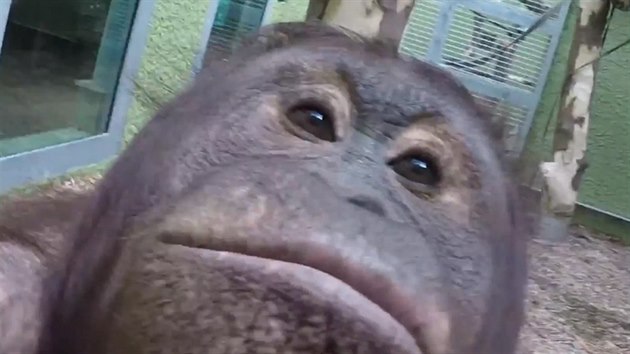 Orangutan samice Cherie z blackpoolsk zoo si hraje s kamerou GoPro. 
