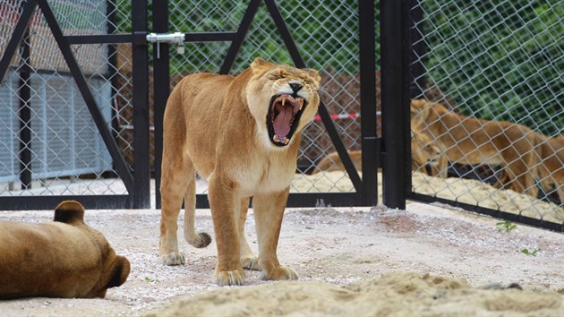 Po chvli seznamovn u lv smeka ve dvorsk zoo polehvala vedle sebe (28.5.2015).