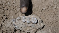 ást horní elisti nov objeveného druhu pralidí Australopithecus deyiremeda.