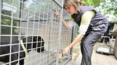 Psí útulek v Tebíi. Kvli zmizení jeho éfa zamstnanci u tyi msíce nedostali výplatu. Od ervence mají jistotu, provoz pevzalo msto a pracovníci se stali civilními zamstnanci mstské policie.