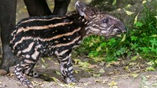 Mlád tapíra jihoamerického je (na rozdíl od tapíra abrakového) pruhované. Na...