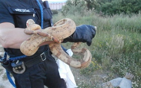 Mstská policie odchytila pímo v Plzni hroznýe královského. (8. 6. 2015)