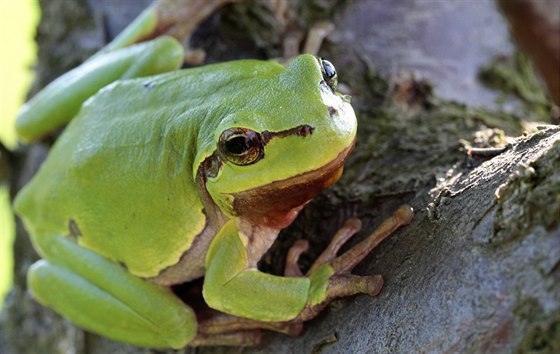 Rosnika zelená (Hyla arborea) je naím nejkrásnjím druhem áby; k rozmoení...