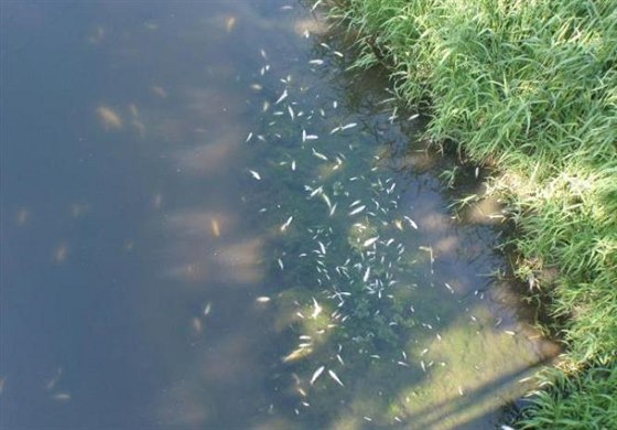 V Hulín a Pravich plavaly stovky uhynulých ryb.