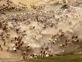 STÁDO. Stádo dobytka v ínské prefektue Altaj v autonomní oblasti Sin-iang.