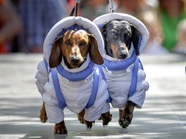 PSÍ ASTRONAUT. Jezevíci ve vesmírném outfitu na psí pehlídce v Petrohradu.