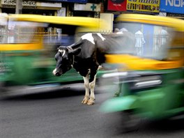 NEHYBNÉ ZVÍE. Kráva postává uprosted runé ulice v indickém mst Bengalúru.