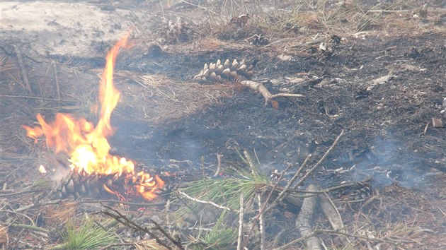 Hasii nkolik hodin likvidovali por lesnho porostu u Bentek nad Jizerou (3.6.2015)