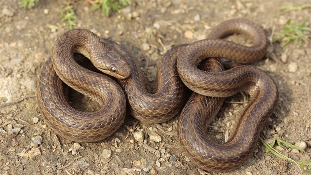 Uovka hladk (Coronella austriaca) vyhledv such slunn msta jako jsou stepi, okraje polnch cest nebo eleznin nspy. Je zcela nekodn a ije velmi skrytm zpsobem ivota.