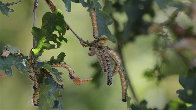 Housenky vztynoitky lipov (Phalera bucephala) mohou zpsobit lokln holory na napadench vtvch devin, zdravmu stromu vak vrazn neubl.