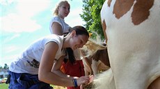 I krávy potebují svoje kosmetiky a kadenice. Zejména ped výstavou.