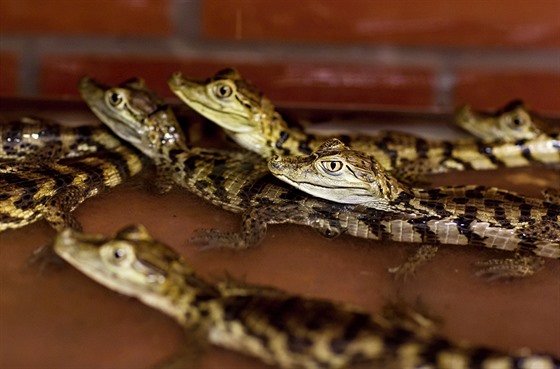 Noví obyvatelé protivínské krokodýlí zoo.